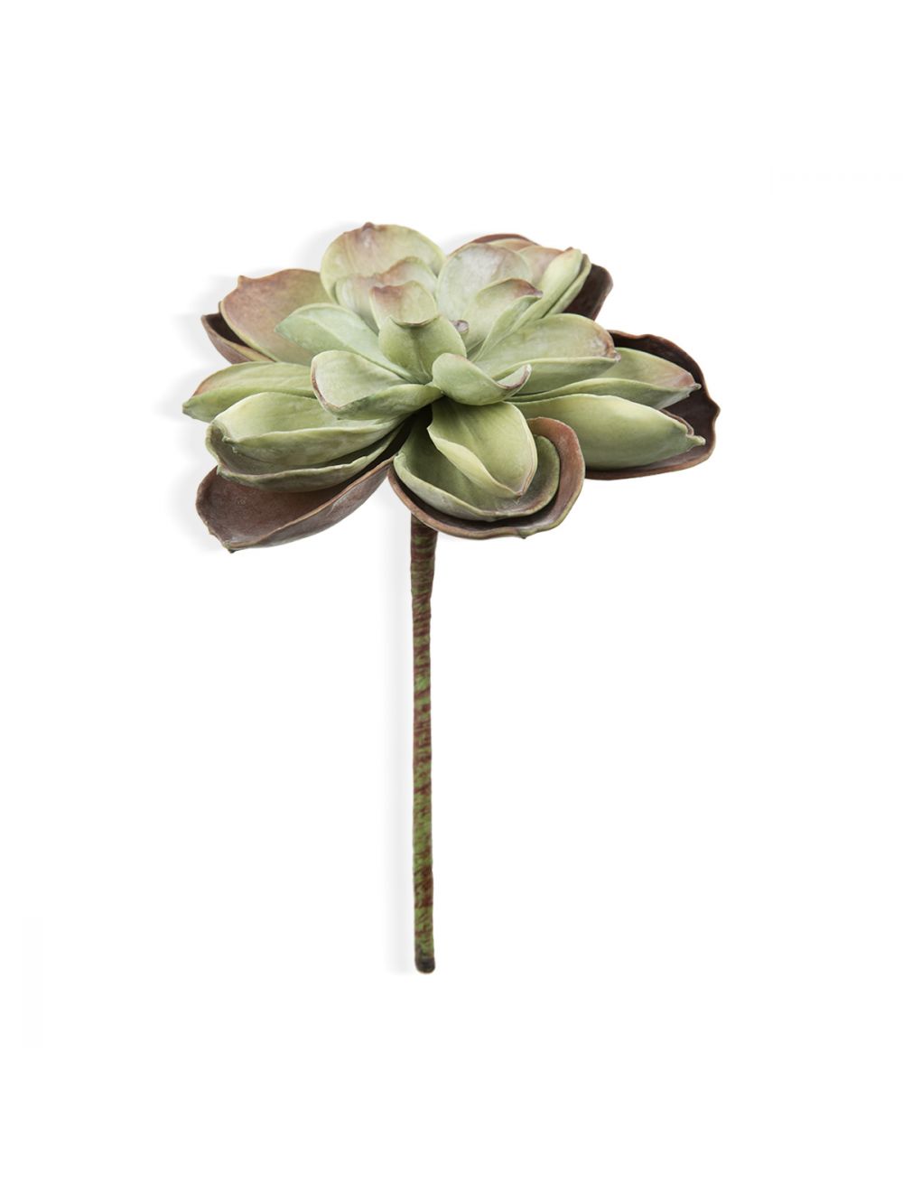 Rose Succulent